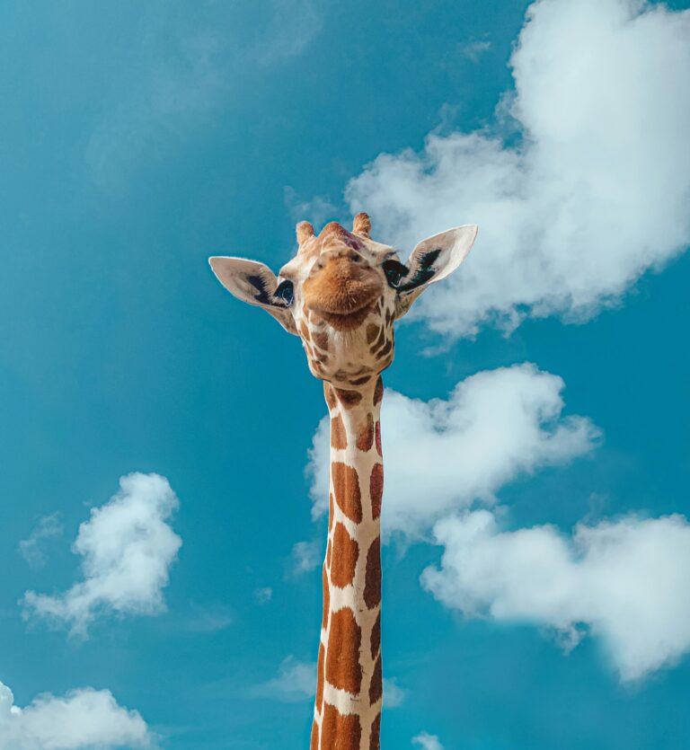 jeremiah-del-mar-6wEM5ZJWVDQ-unsplash